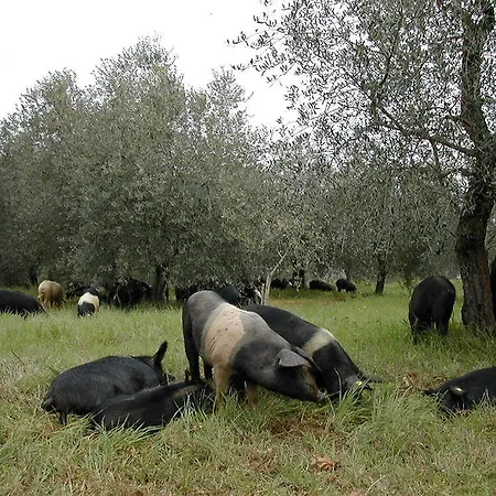 Tenuta Di Mensanello مزرعة للإقامة *