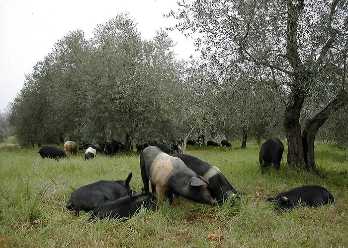 Tenuta Di Mensanello Farma *
